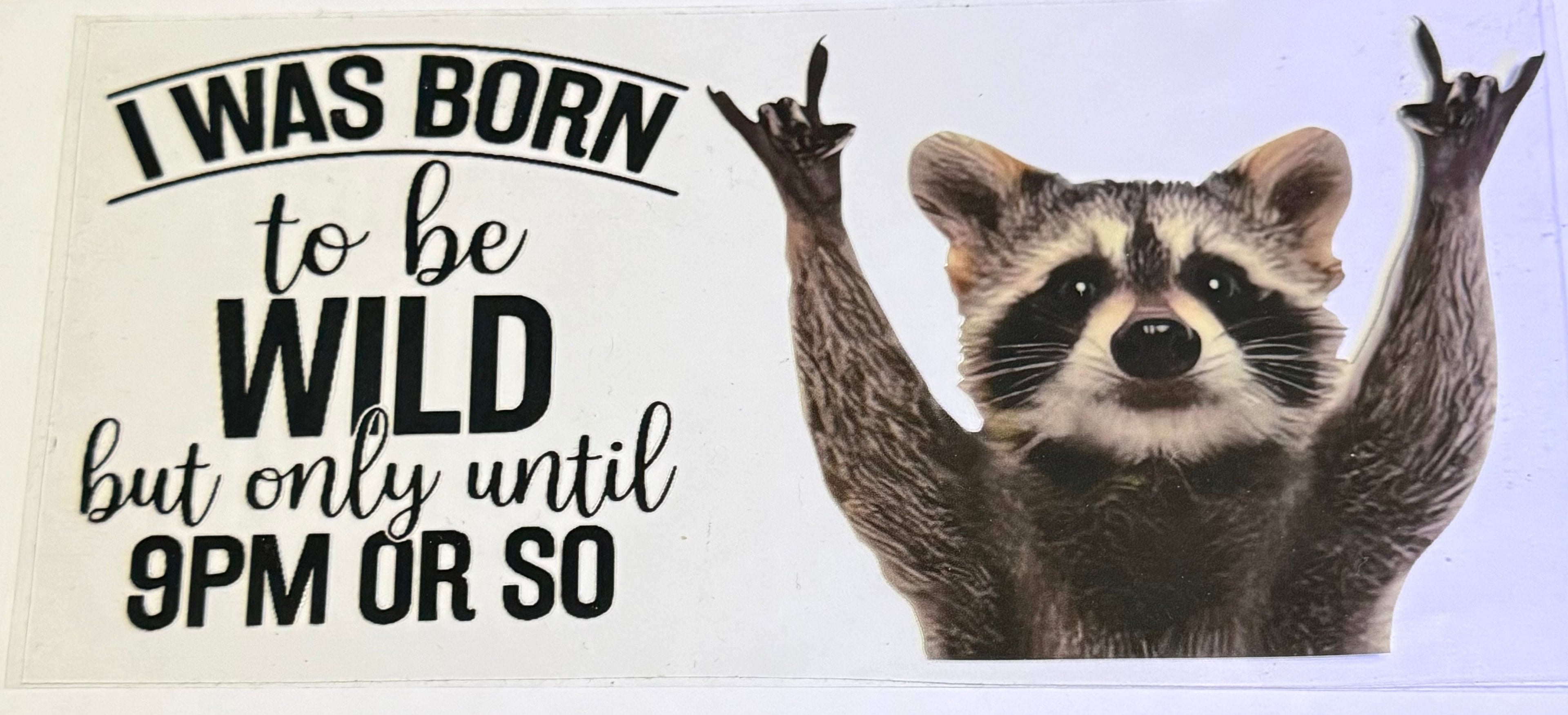 265 Funny raccoon