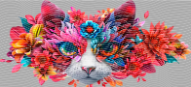 50 Cat