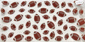 1136 football