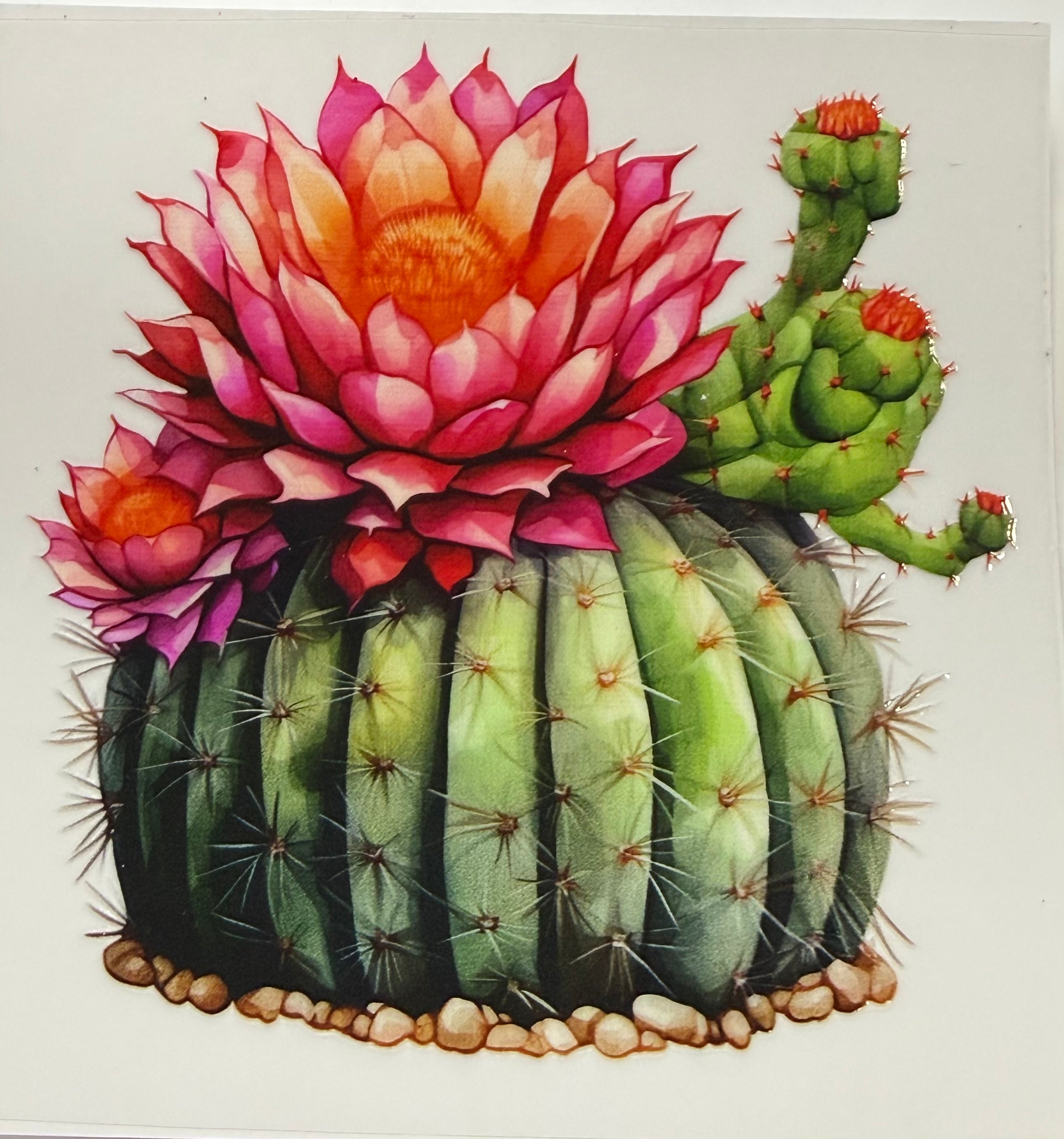 469 Cactus