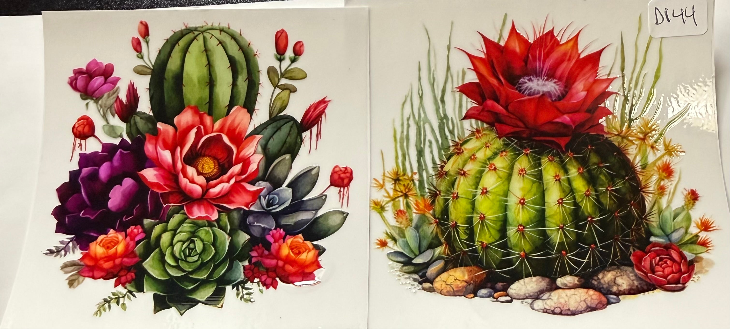 D144 cactus