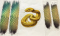 d89 snake