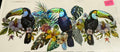 1670 tucan