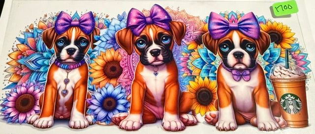 1700 star bees pup
