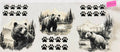 1946 bear