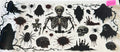 1716 skeleton